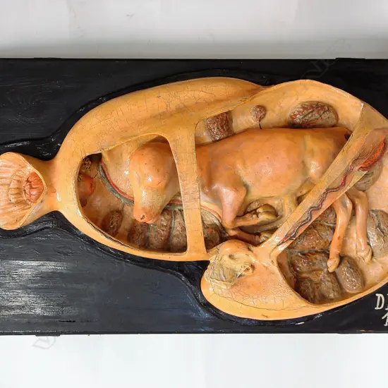 A vintage French painted plaster model of a calf in utero