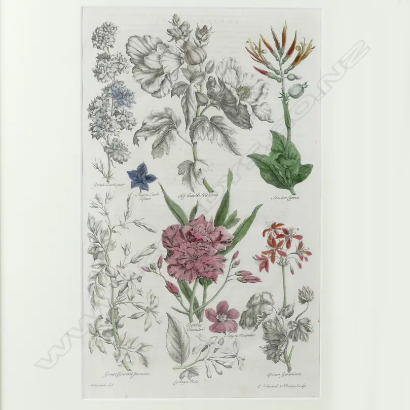 Four 18thC botanical copper plate engravings Image 1++
