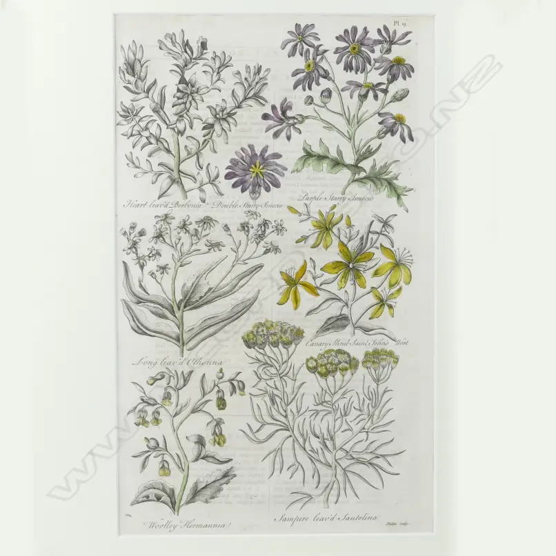 Four 18thC botanical copper plate engravings Image 1++