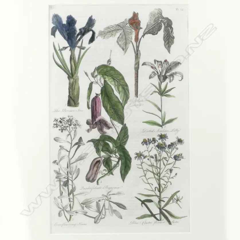 Four 18thC botanical copper plate engravings Image 1++