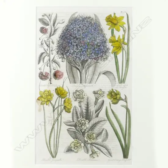 Four 18thC botanical copper plate engravings