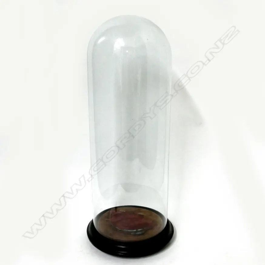 A Victorian glass dome on ebonised wood stand Image 1++