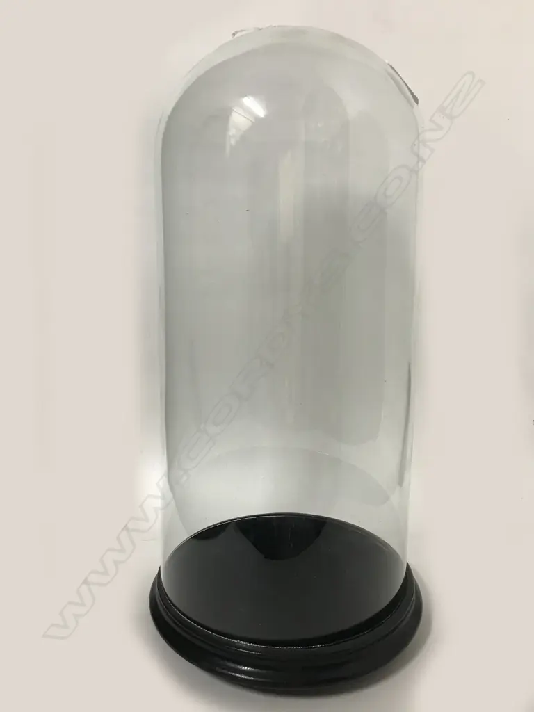 A Victorian glass dome on ebonised wood stand Image 1++