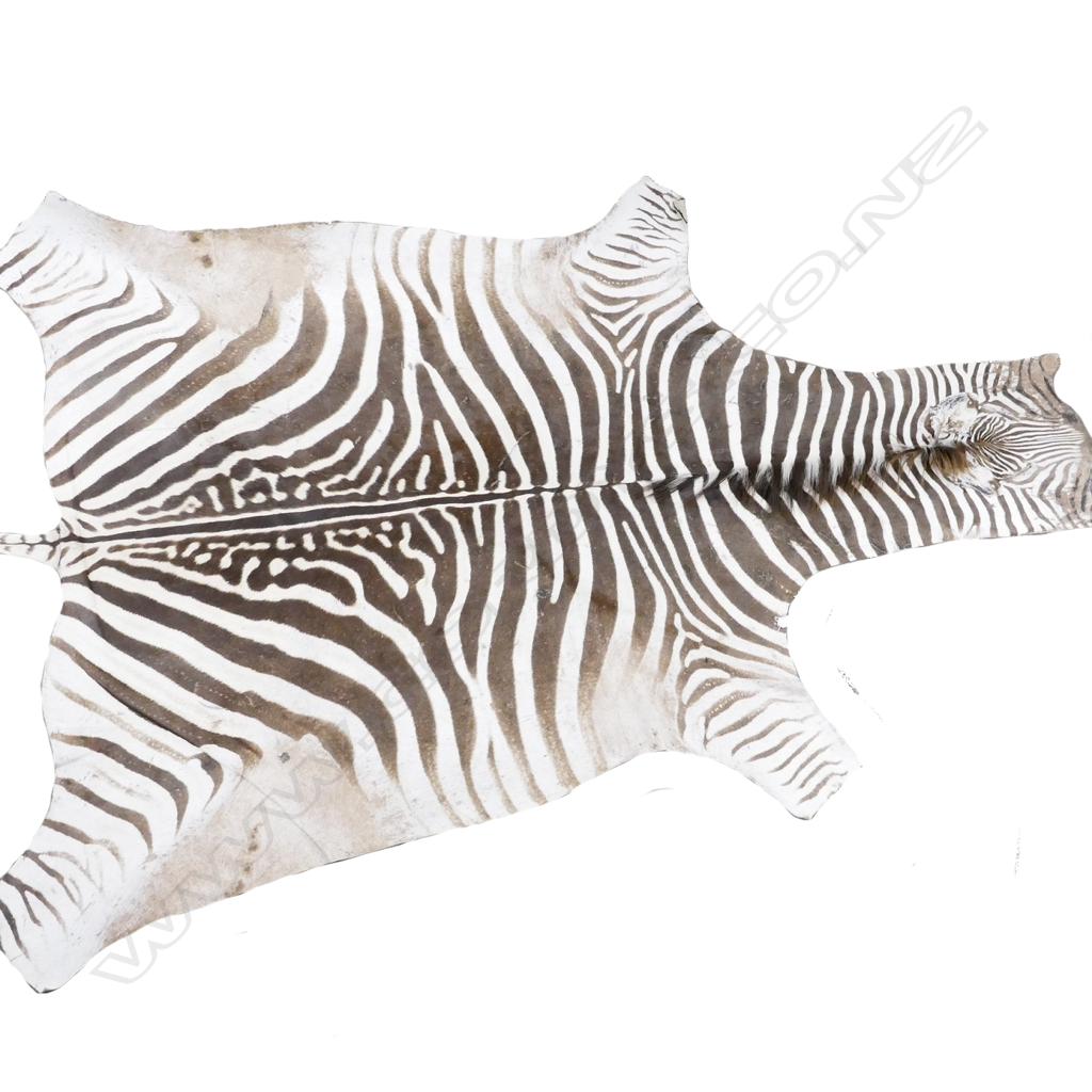 A Burchell's zebra skin rug Image 1++