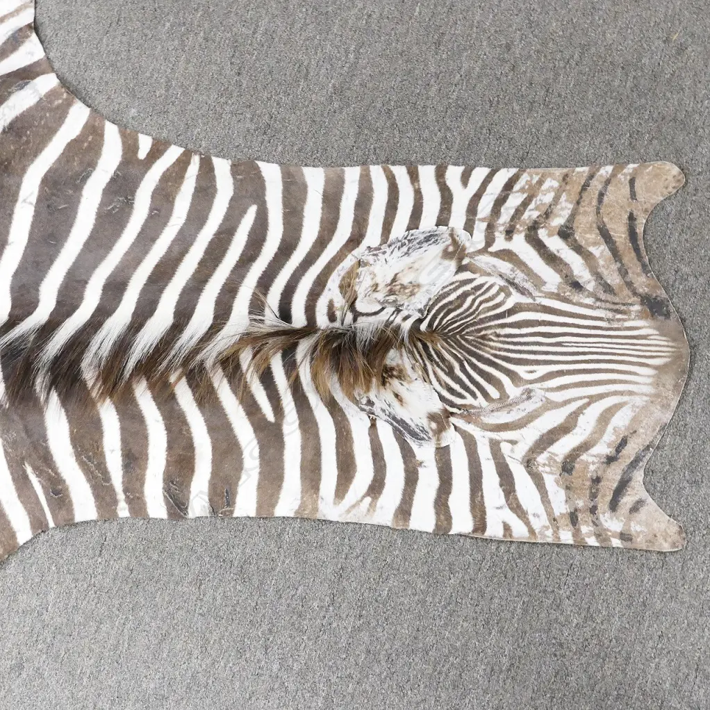 A Burchell's zebra skin rug Image 1++