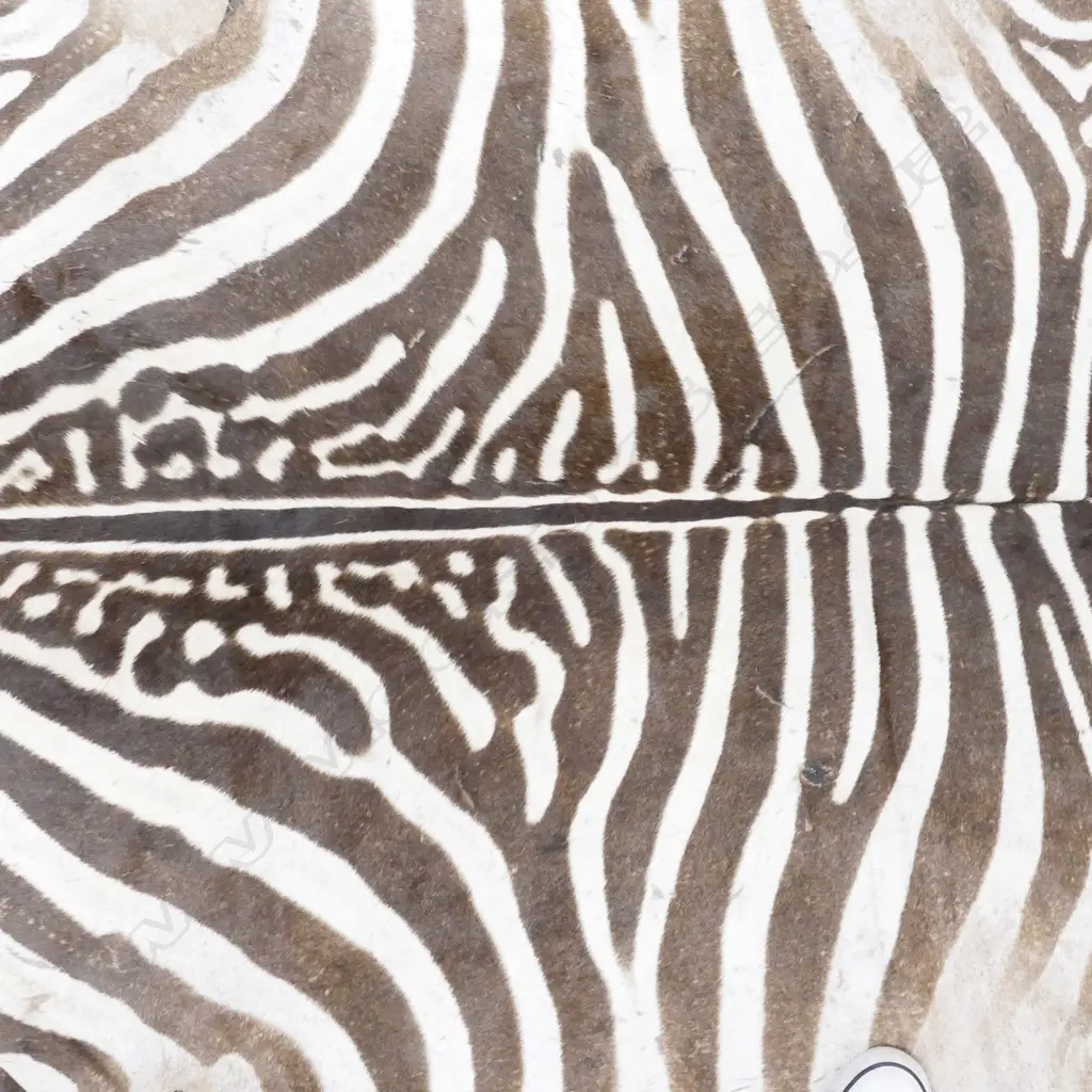 A Burchell's zebra skin rug Image 1++