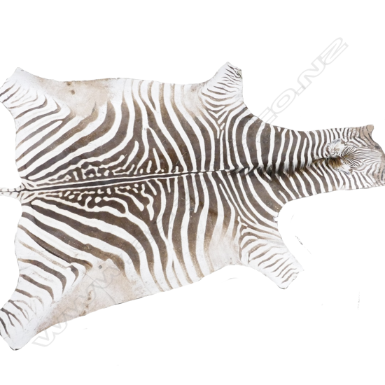 A Burchell's zebra skin rug