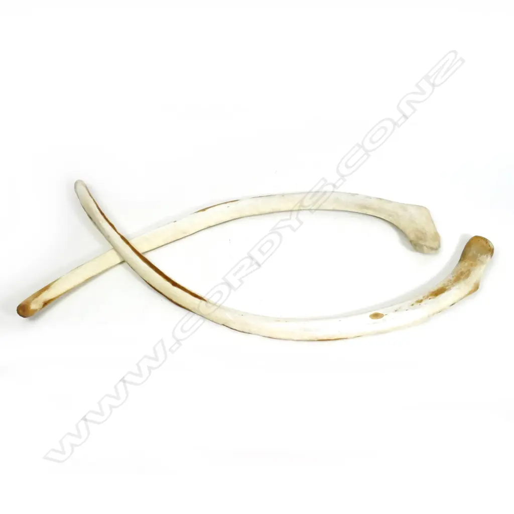 Two adult whale rib bones Image 1++