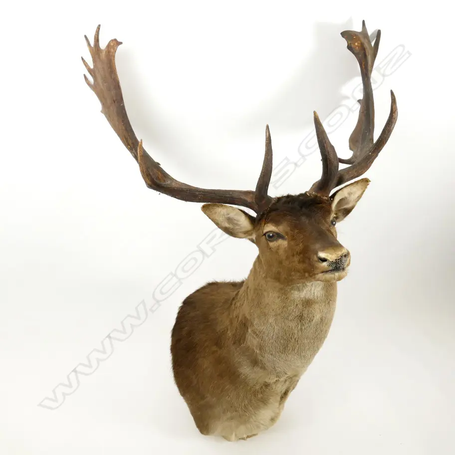 A taxidermied head of a fallow deer Image 1++