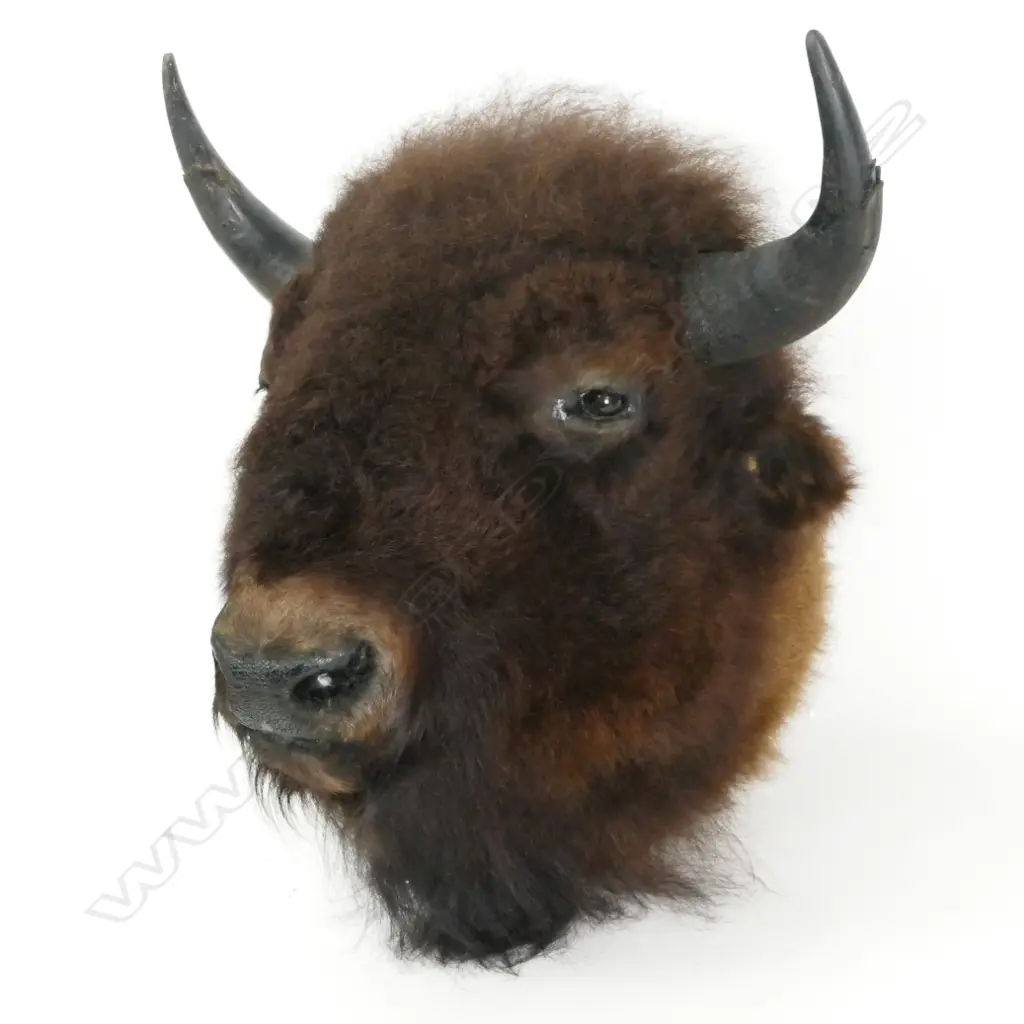 An impressive male American buffalo (bison) taxidermied head with full winter coat Image 1++