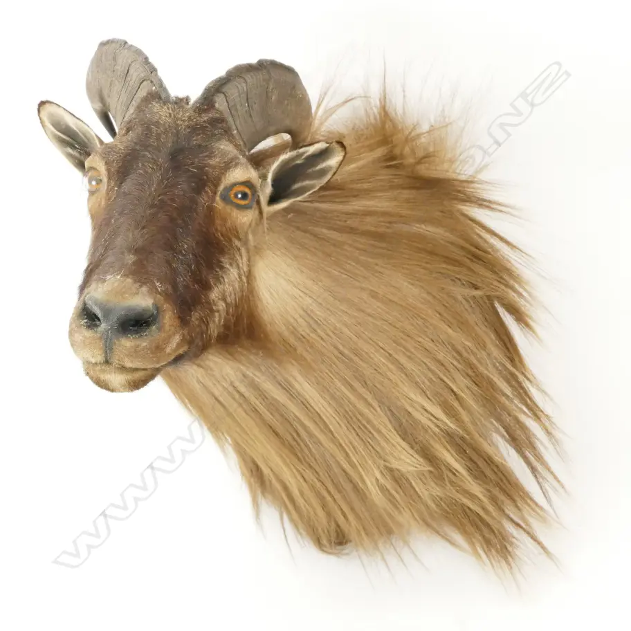 A taxidermied shoulder mount of a Thar Image 1++