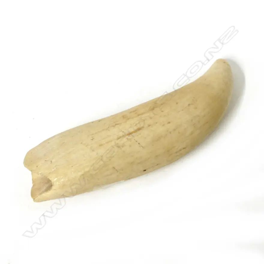 A large whale's tooth Image 1++