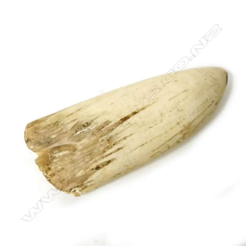 A large old whale's tooth Image 1++