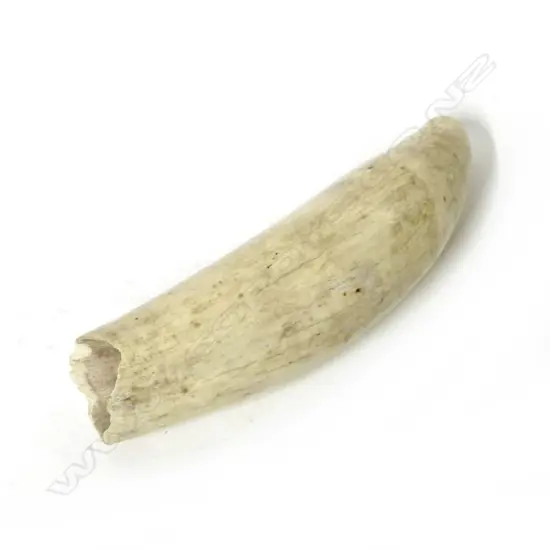 An old large whale's tooth