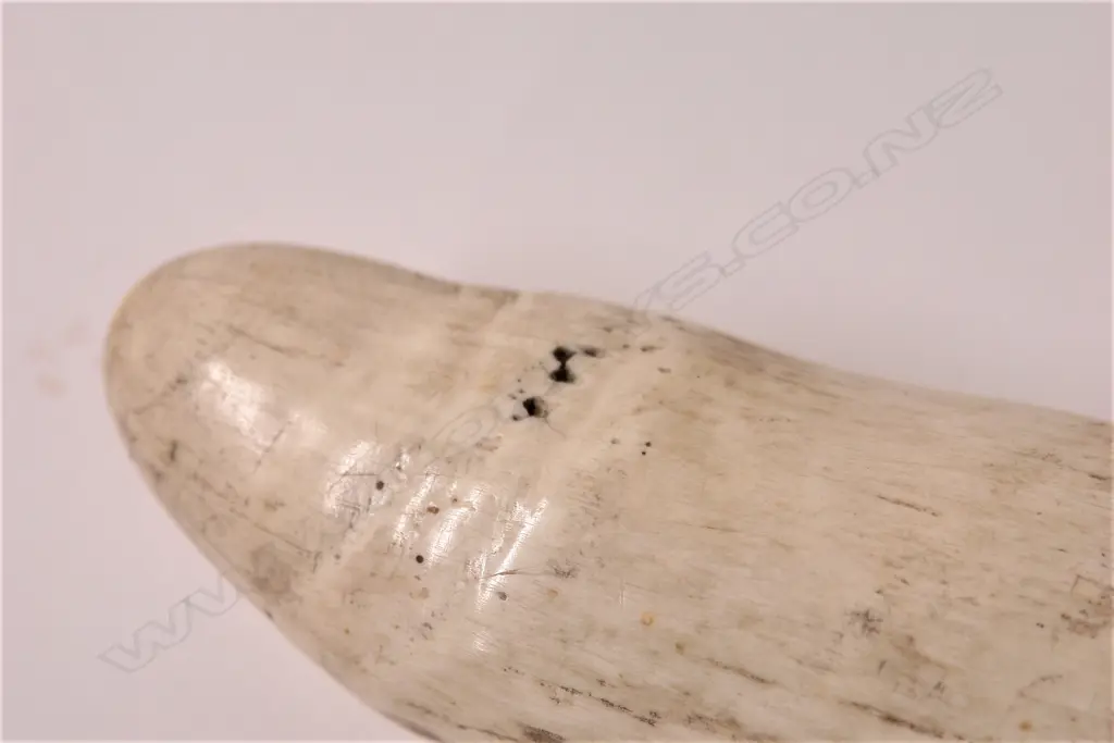 An old large sperm whale tooth Image 1++