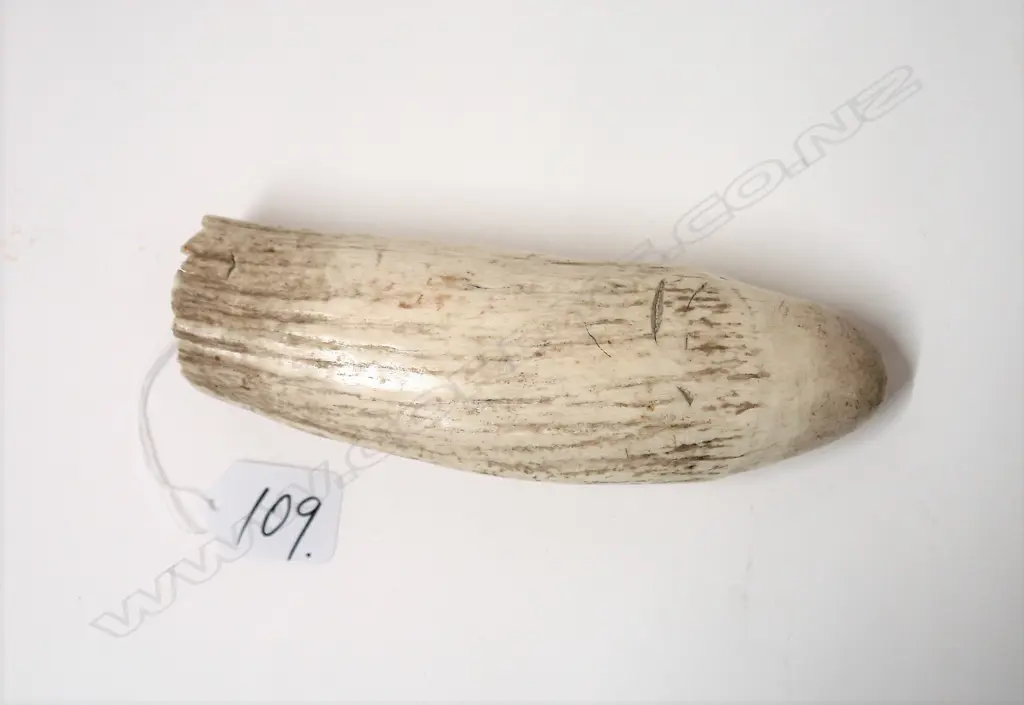 An old large sperm whale tooth Image 1++