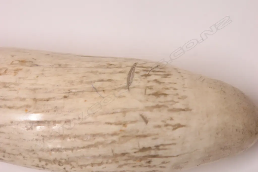 An old large sperm whale tooth Image 1++