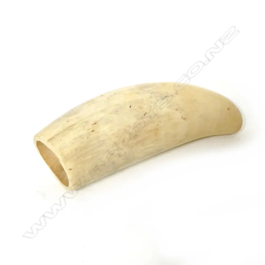 An old sperm whale tooth Image 1++