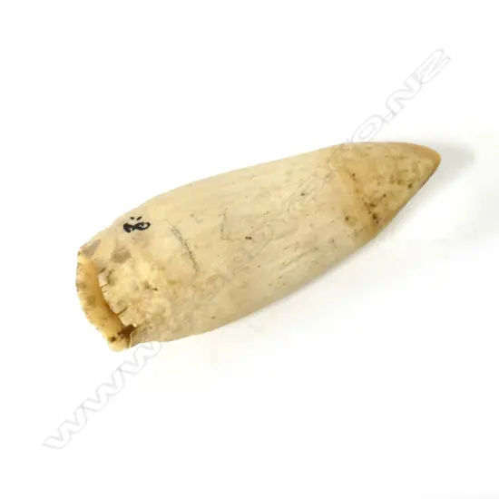 A vintage whale's tooth