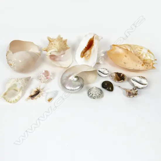 An impressive collection of Pacific seashells