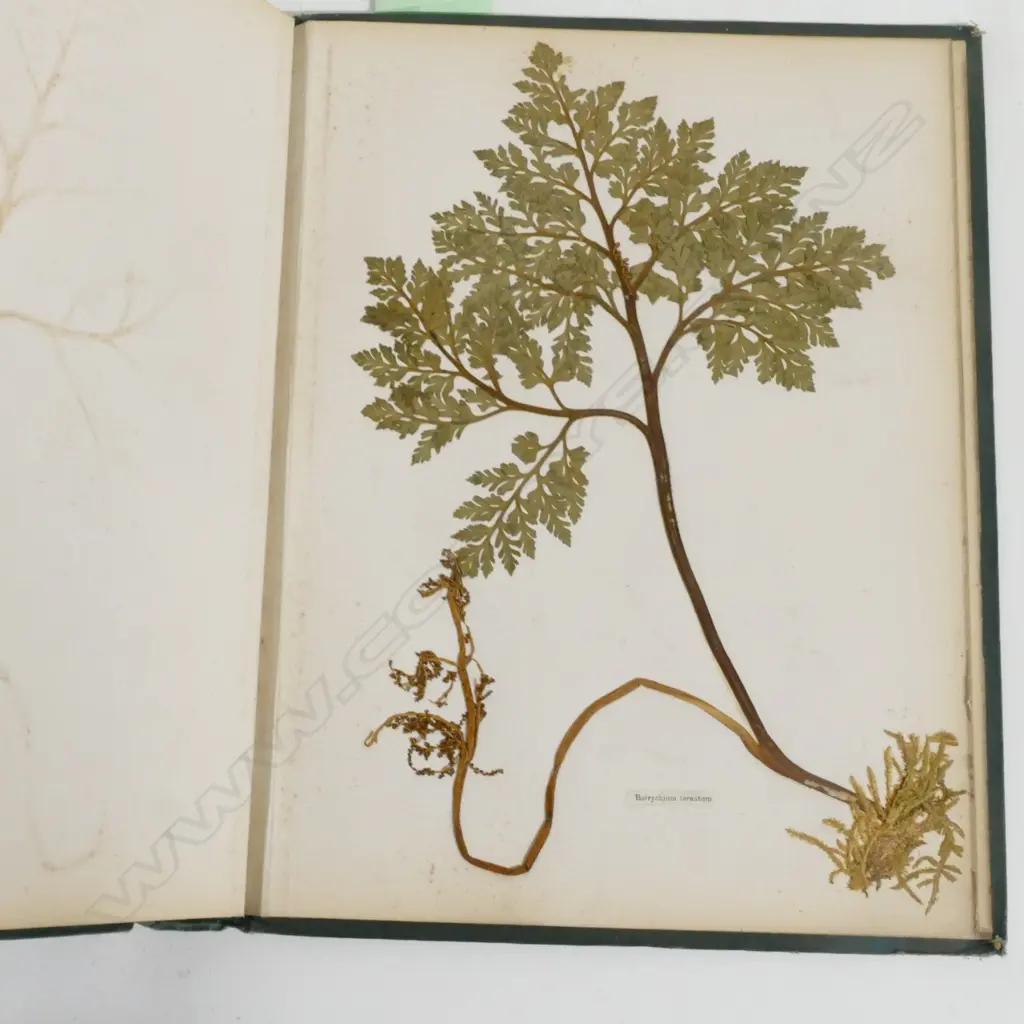 A N.Z. fern album Image 1++