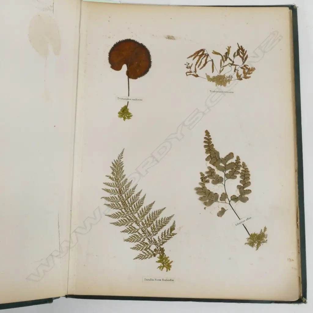 A N.Z. fern album Image 1++