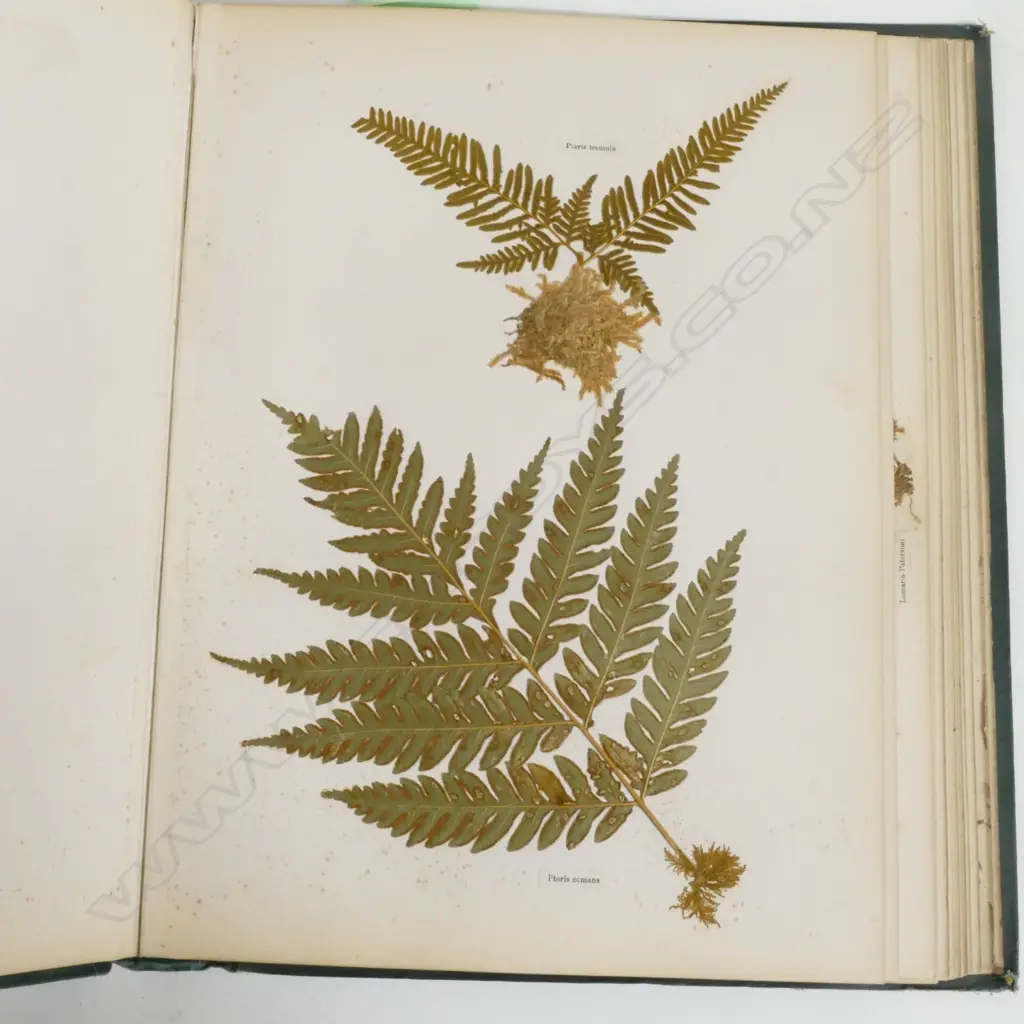 A N.Z. fern album Image 1++