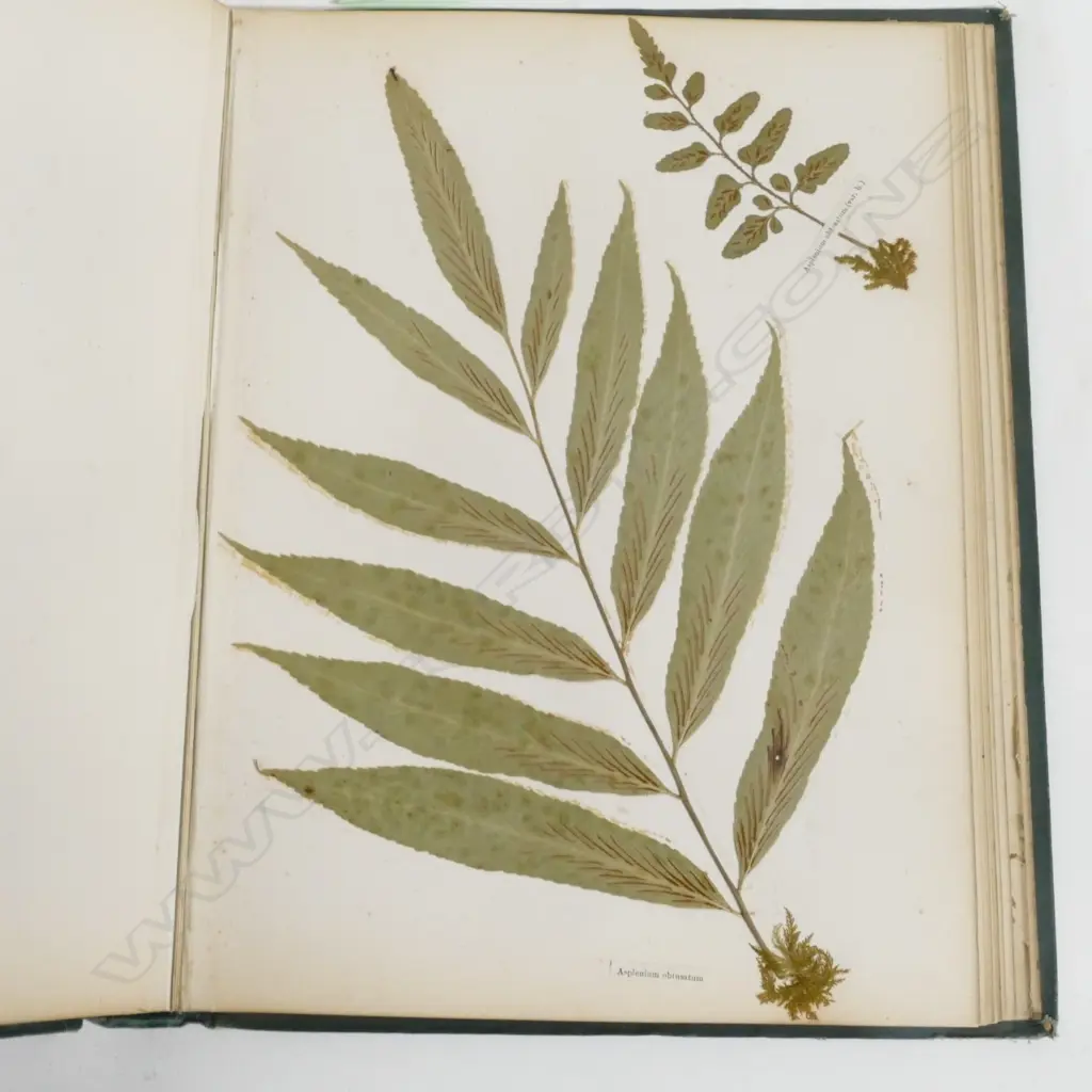 A N.Z. fern album Image 1++