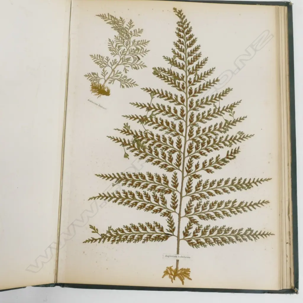 A N.Z. fern album Image 1++
