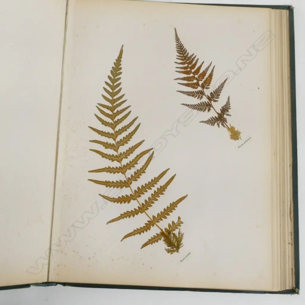 A N.Z. fern album Image 1++