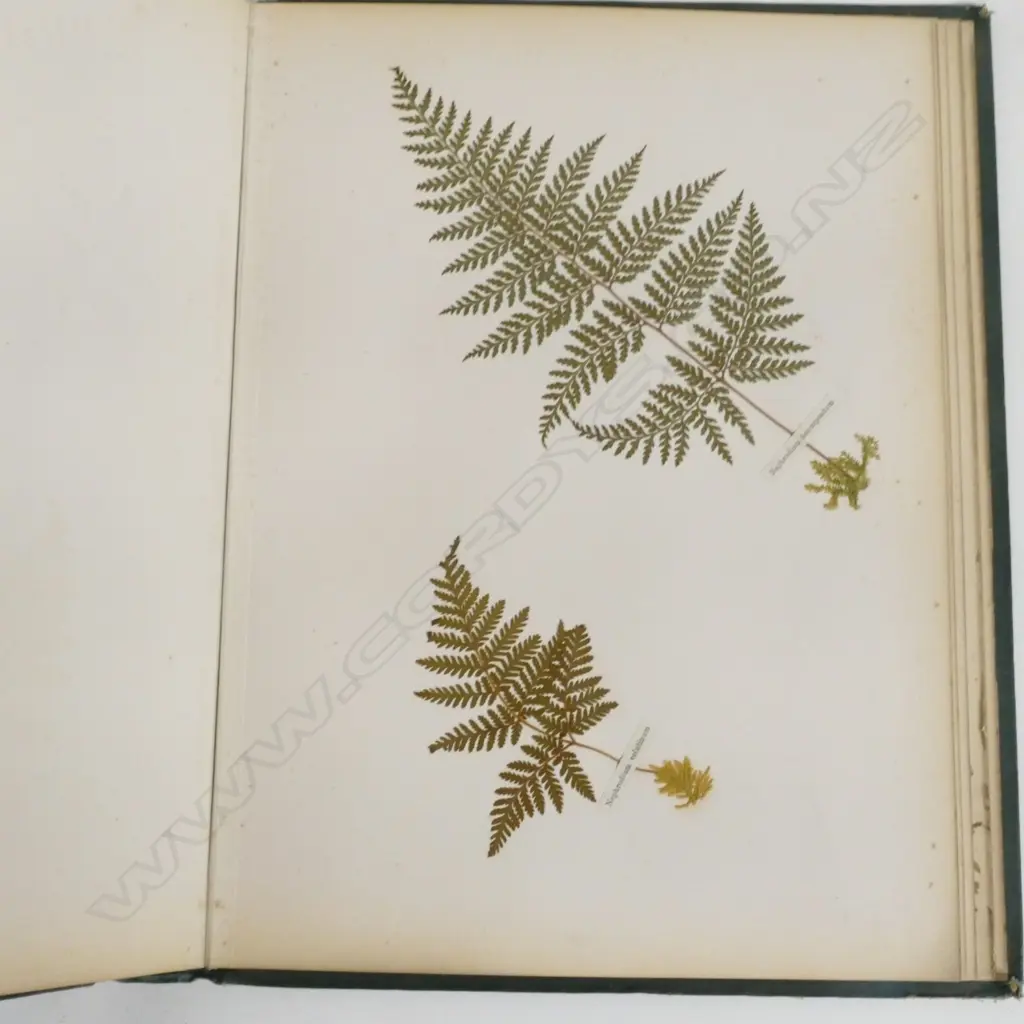 A N.Z. fern album Image 1++