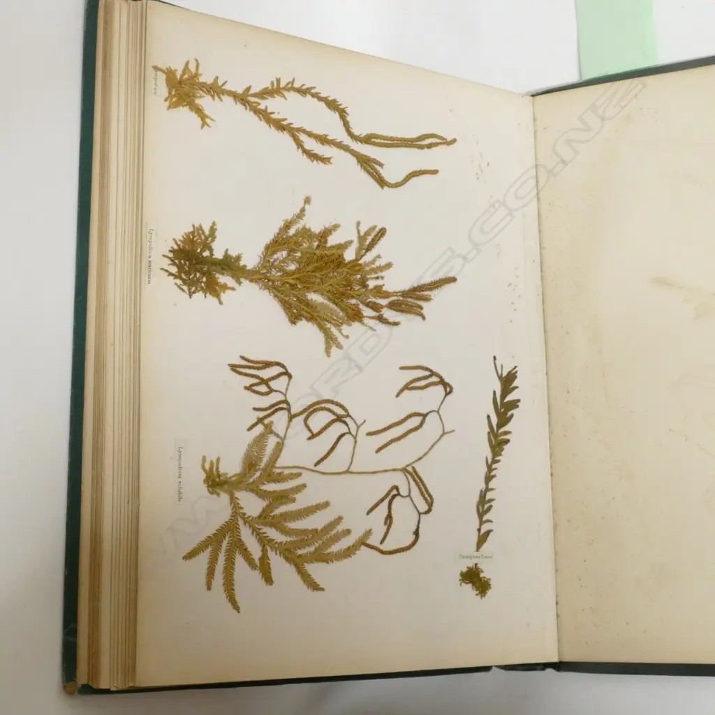 A N.Z. fern album Image 1++