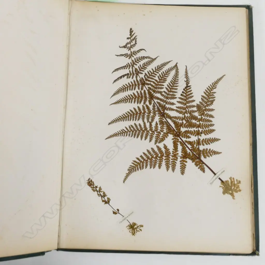 A N.Z. fern album Image 1++