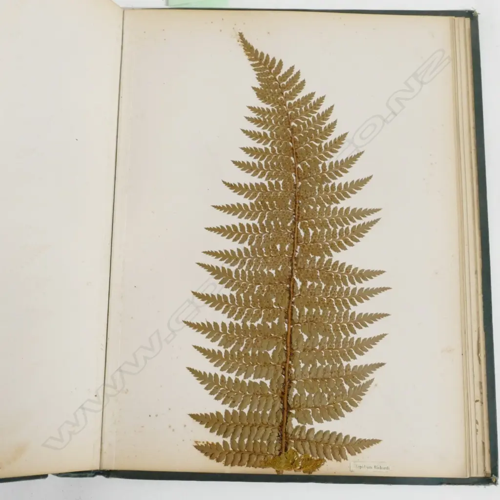 A N.Z. fern album Image 1++