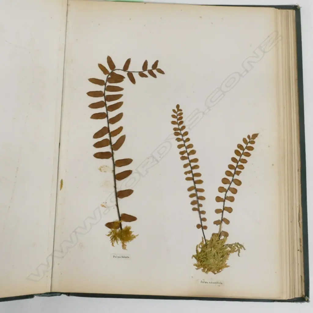 A N.Z. fern album Image 1++