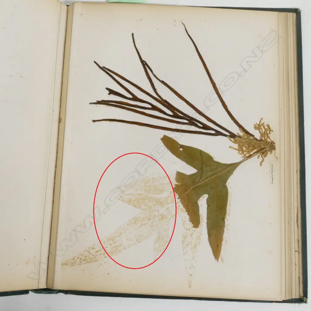 A N.Z. fern album Image 1++