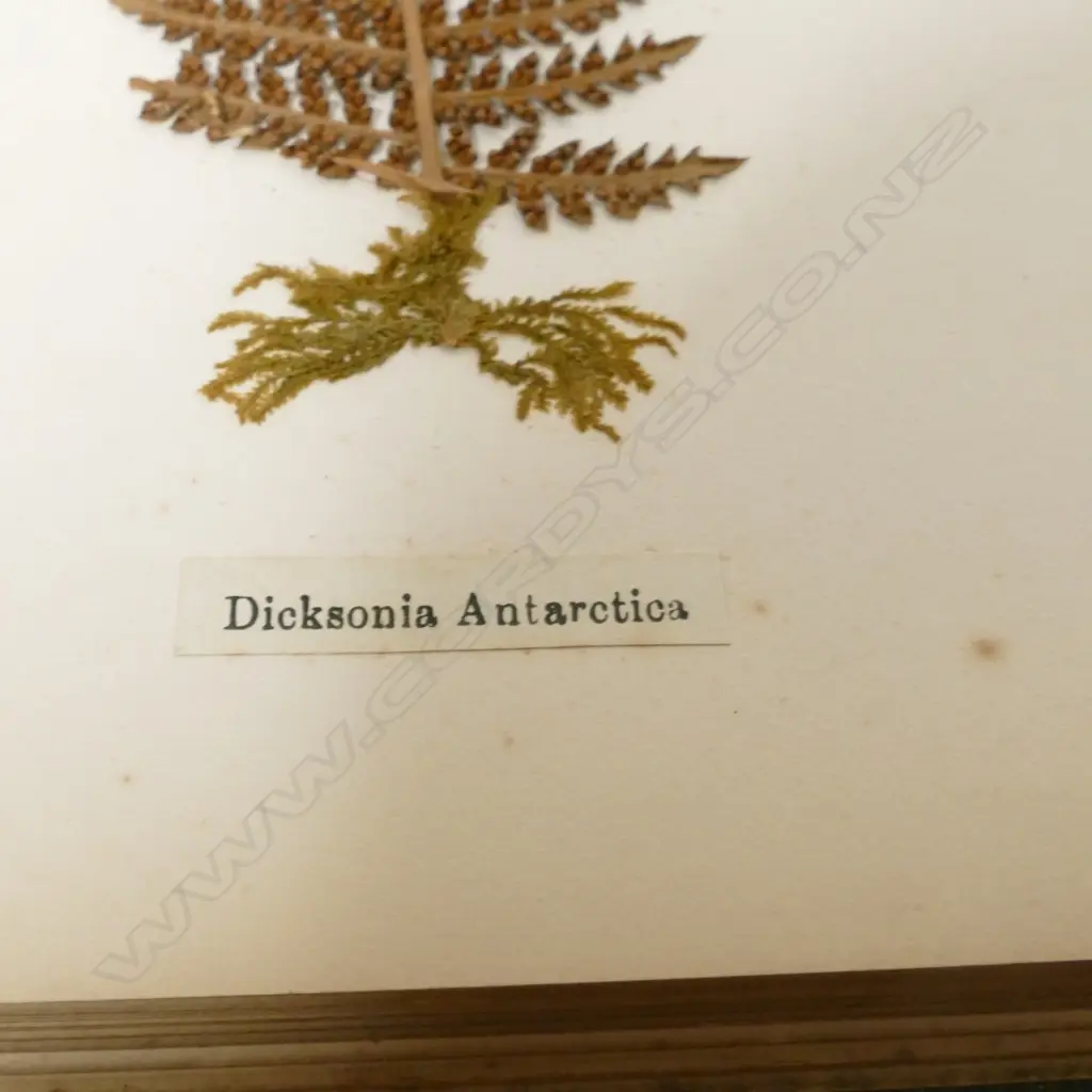 A N.Z. fern album Image 1++