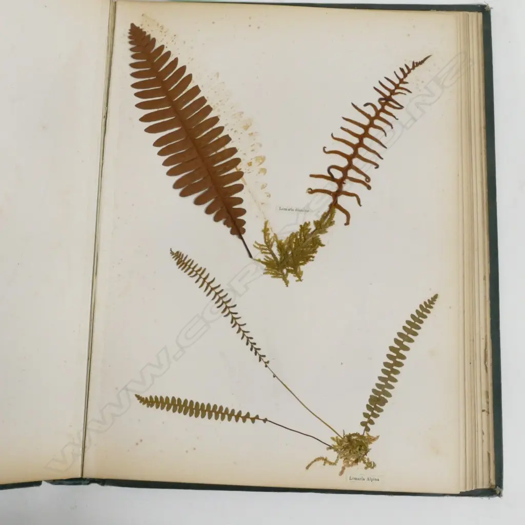 A N.Z. fern album Image 1++