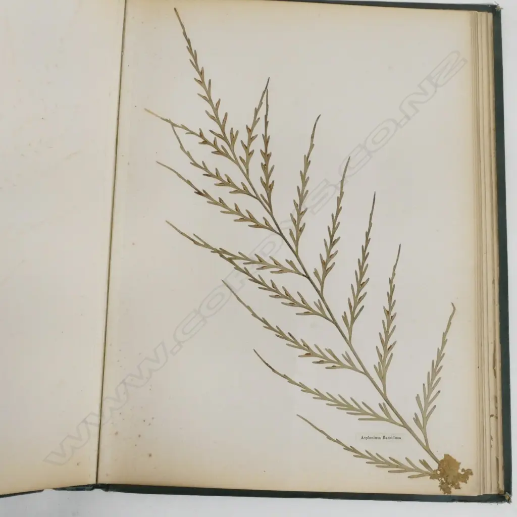 A N.Z. fern album Image 1++