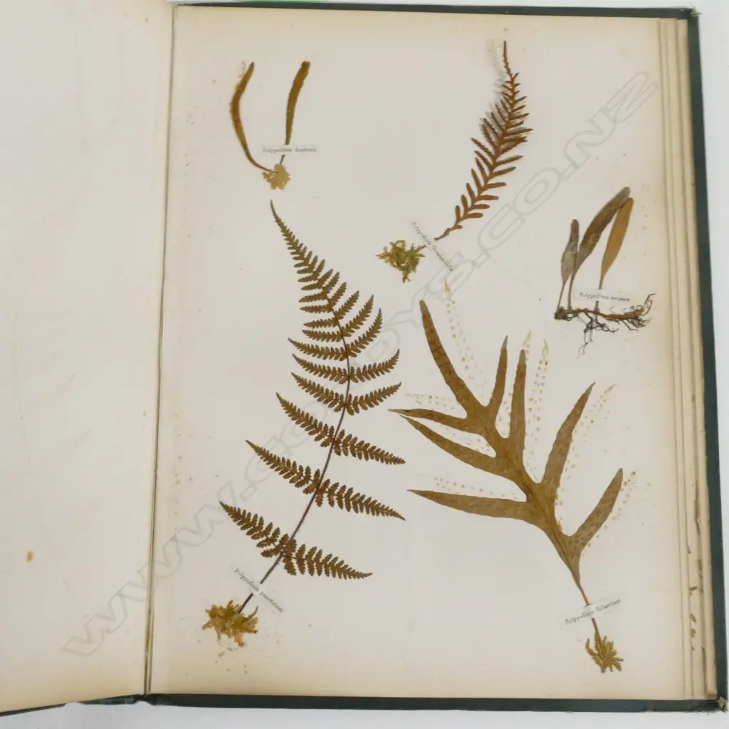 A N.Z. fern album Image 1++