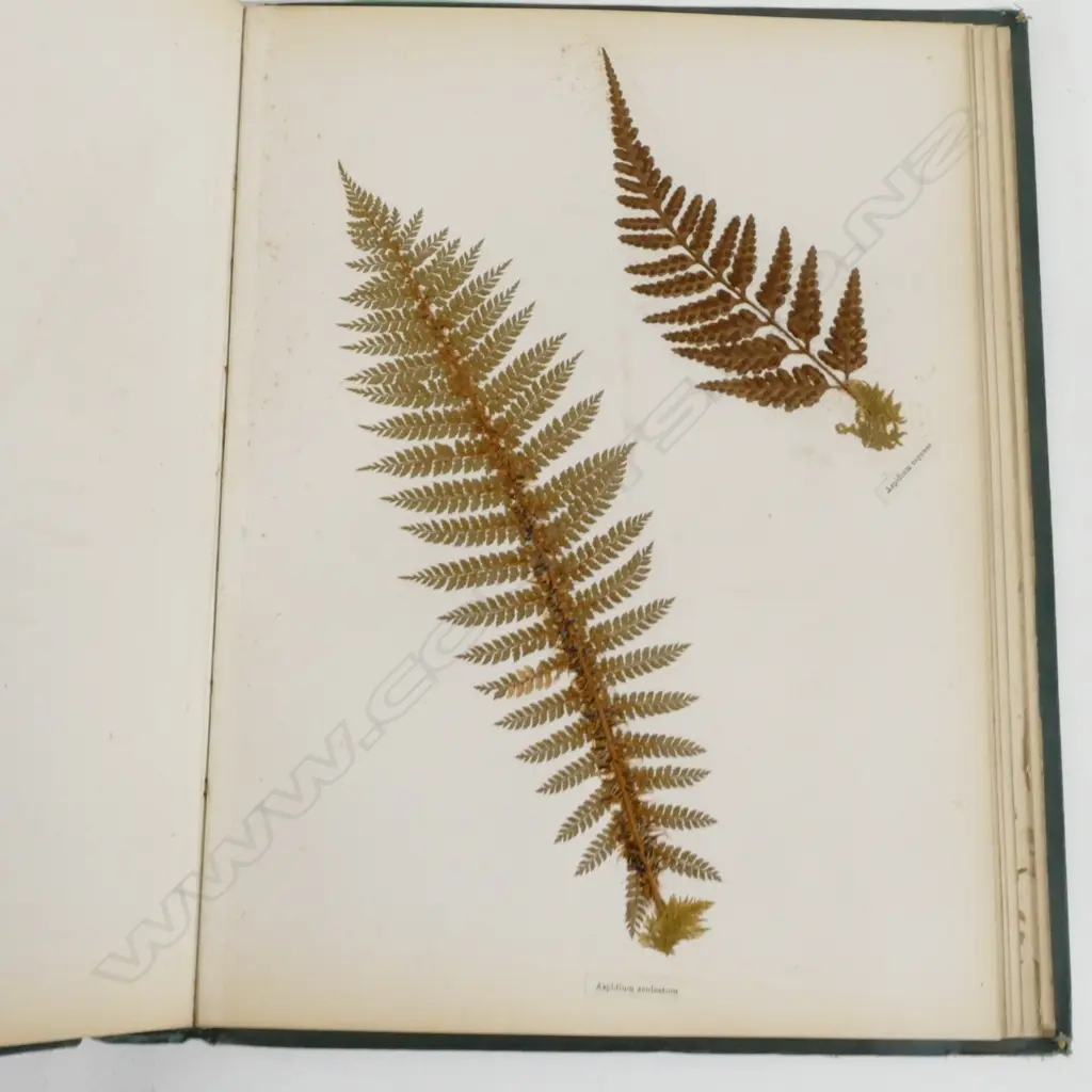A N.Z. fern album Image 1++