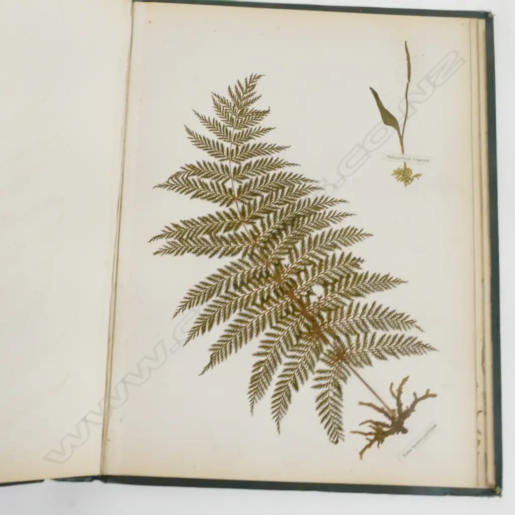 A N.Z. fern album Image 1++