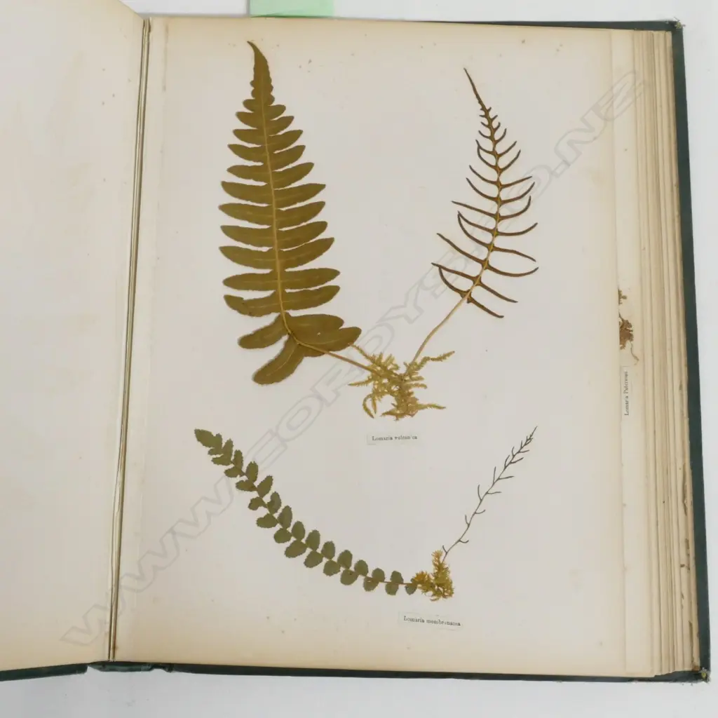 A N.Z. fern album Image 1++
