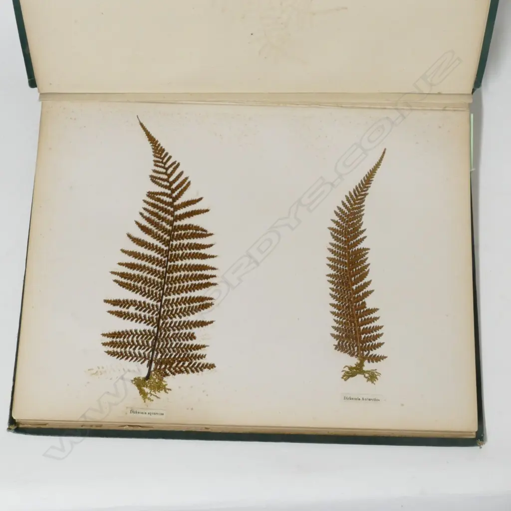 A N.Z. fern album Image 1++