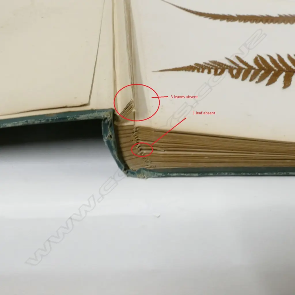 A N.Z. fern album Image 1++