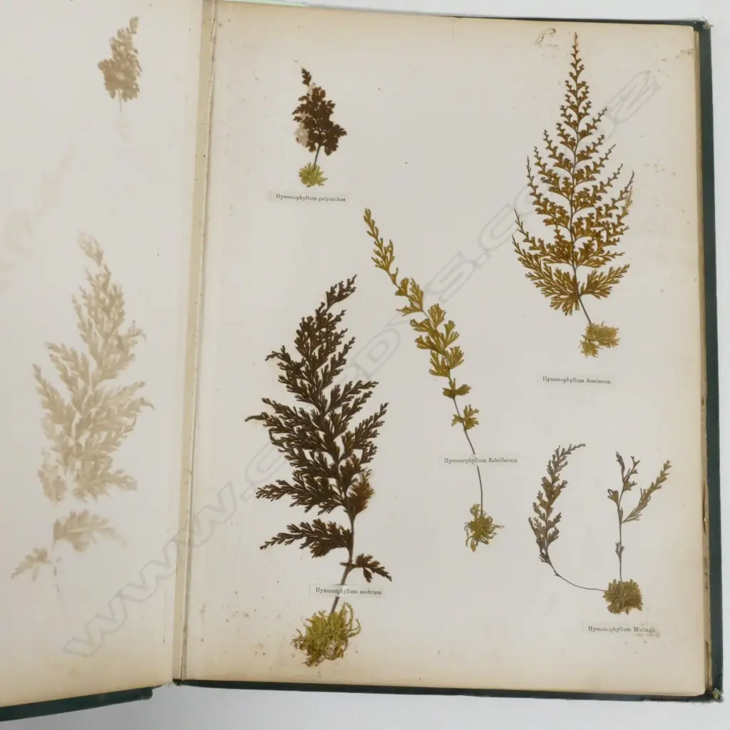 A N.Z. fern album Image 1++