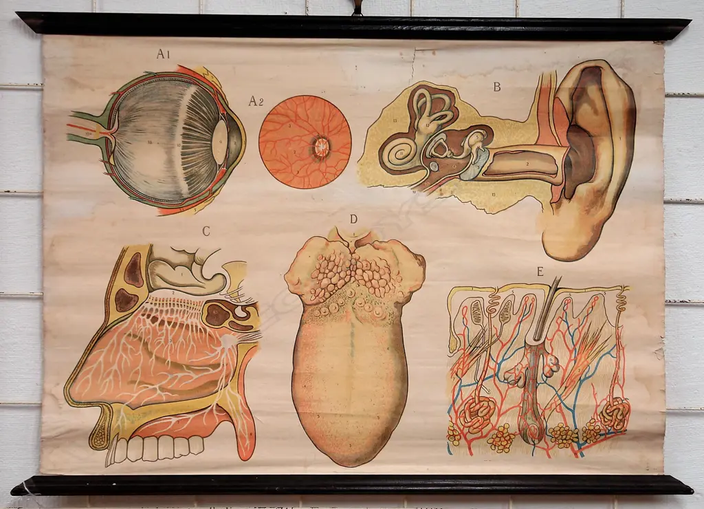 An early/mid 20thC medical wall chart Image 1++