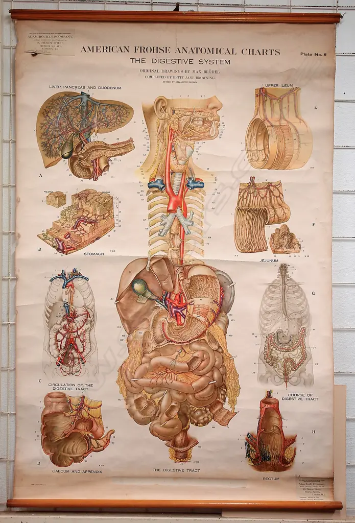 An early/mid 20thC medical wall chart Image 1++
