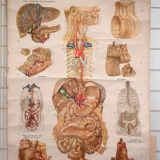 An early/mid 20thC medical wall chart