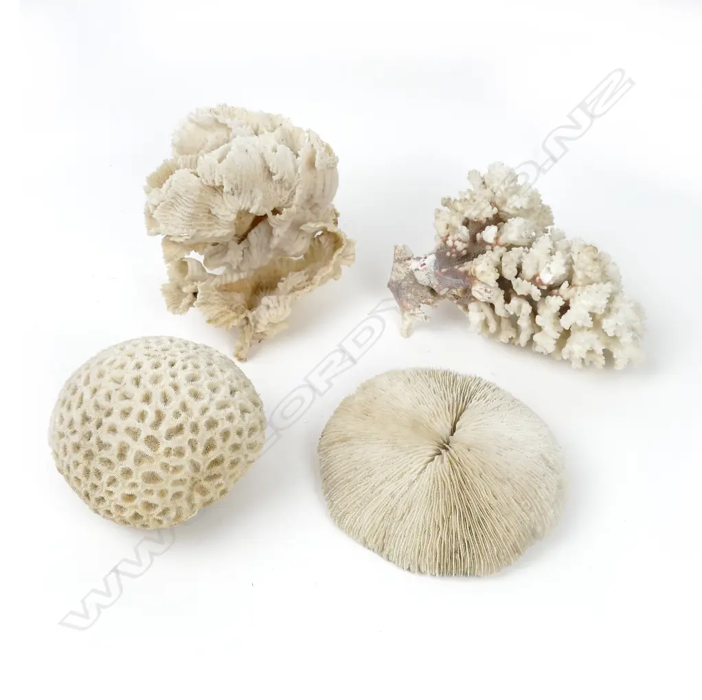 Four pieces of coral Image 1++